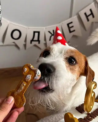 Песик зі святковим тортиком Nosyk Cake
