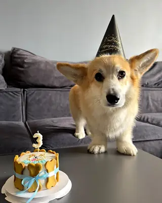 Песик зі святковим тортиком Nosyk Cake