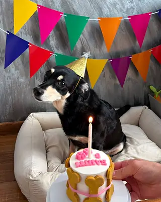 Песик зі святковим тортиком Nosyk Cake