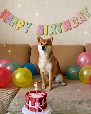 Песик зі святковим тортиком Nosyk Cake