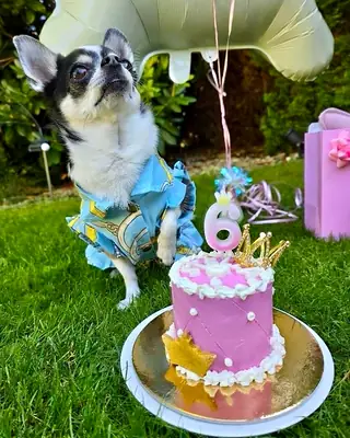 Песик зі святковим тортиком Nosyk Cake